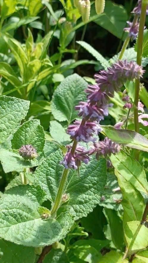 Salvia Verticillata en verticillata purple rain 6 voor 5, Volle zon, Vaste plant, Zomer, Ophalen