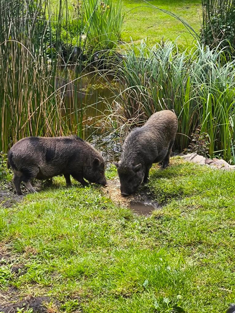 Gottinger varkens zoeken nieuwe thuis., Dieren en Toebehoren