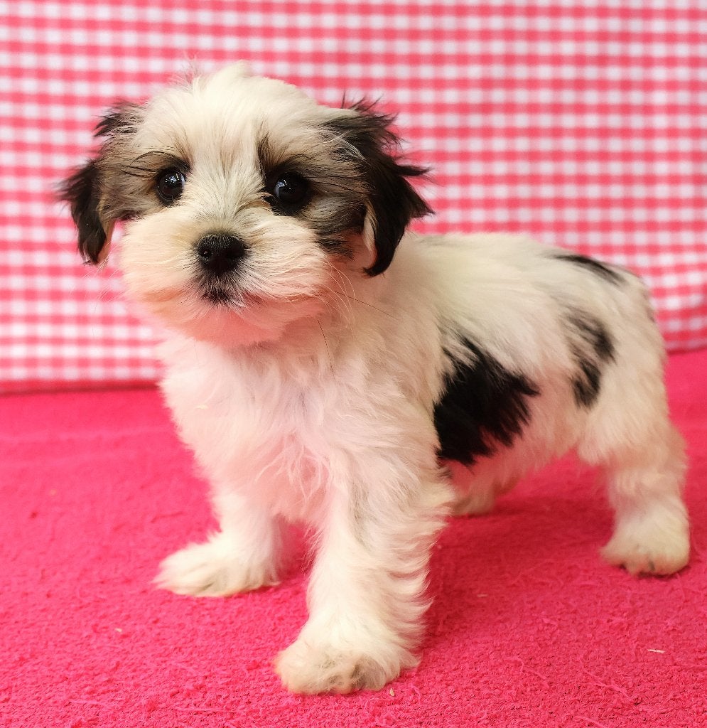Super beau chiot Bieuwer Yorkshire !, 15 semaines à 1 an, Éleveur | Professionnel, Un chien, Étranger
