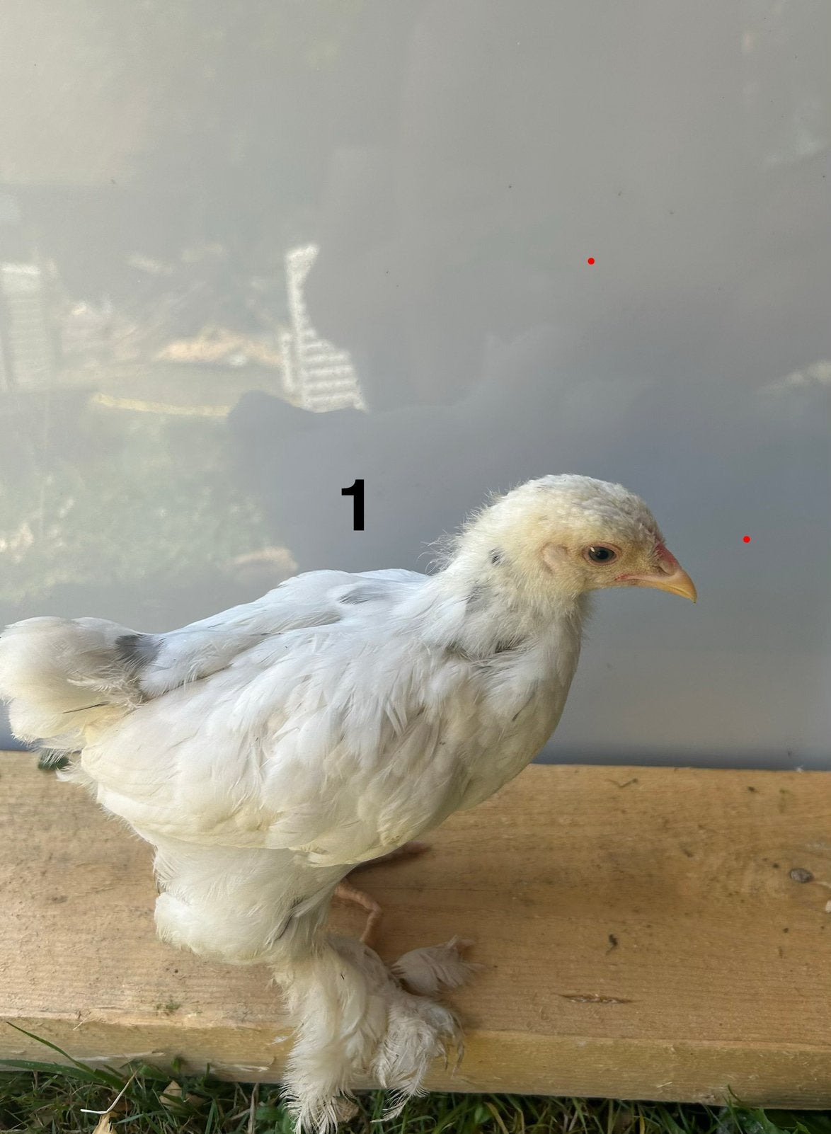 Brahma Hennen & Hanen ( zie omschrijving ), Dieren en Toebehoren, Meerdere dieren, Kip