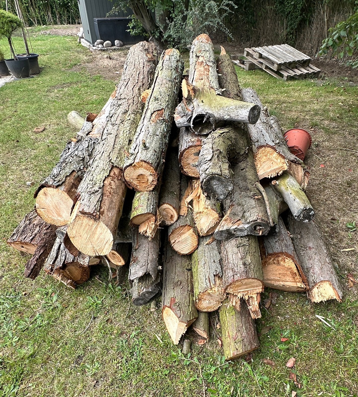 Bois de sapin gratuit – À venir chercher, 3 à 6 m³, Enlèvement, Autres essences de bois, Troncs d'arbres