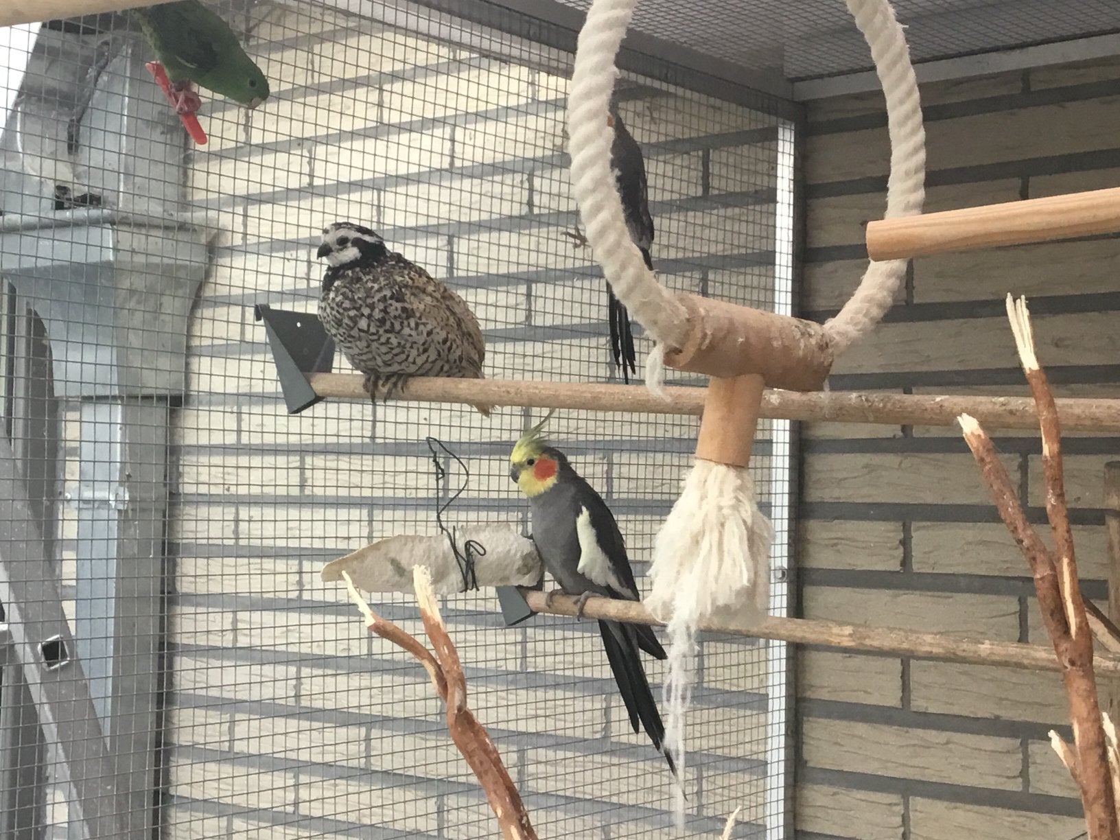 Koppel duitse valkparkieten, Dieren en Toebehoren