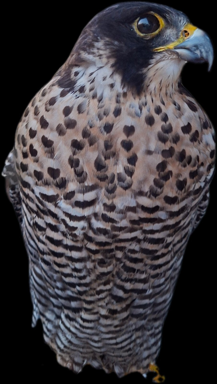 Mooie opgezette slechtvalk taxidermie vogel, Verzamelen, Ophalen of Verzenden, Zo goed als nieuw, Vogel