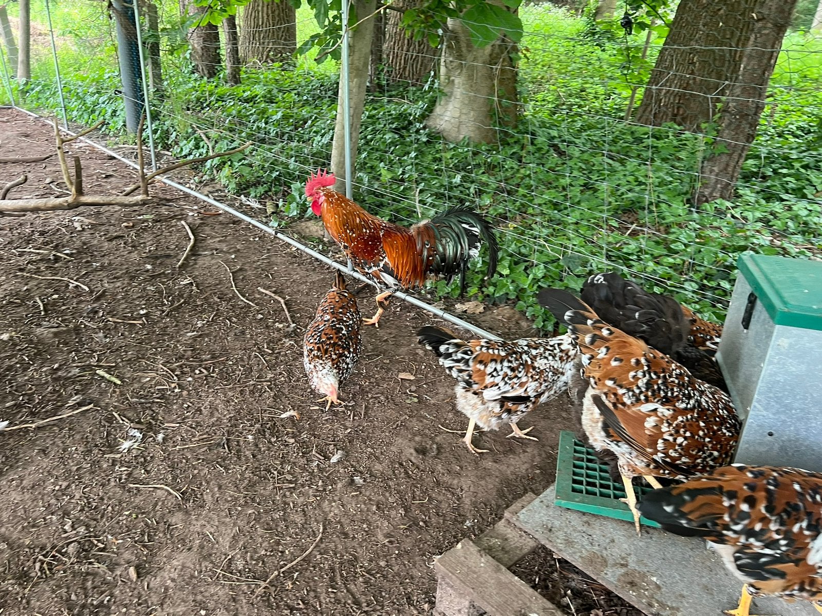 Te koop hanen leghorn porcelein, Dieren en Toebehoren, Mannelijk, Kip