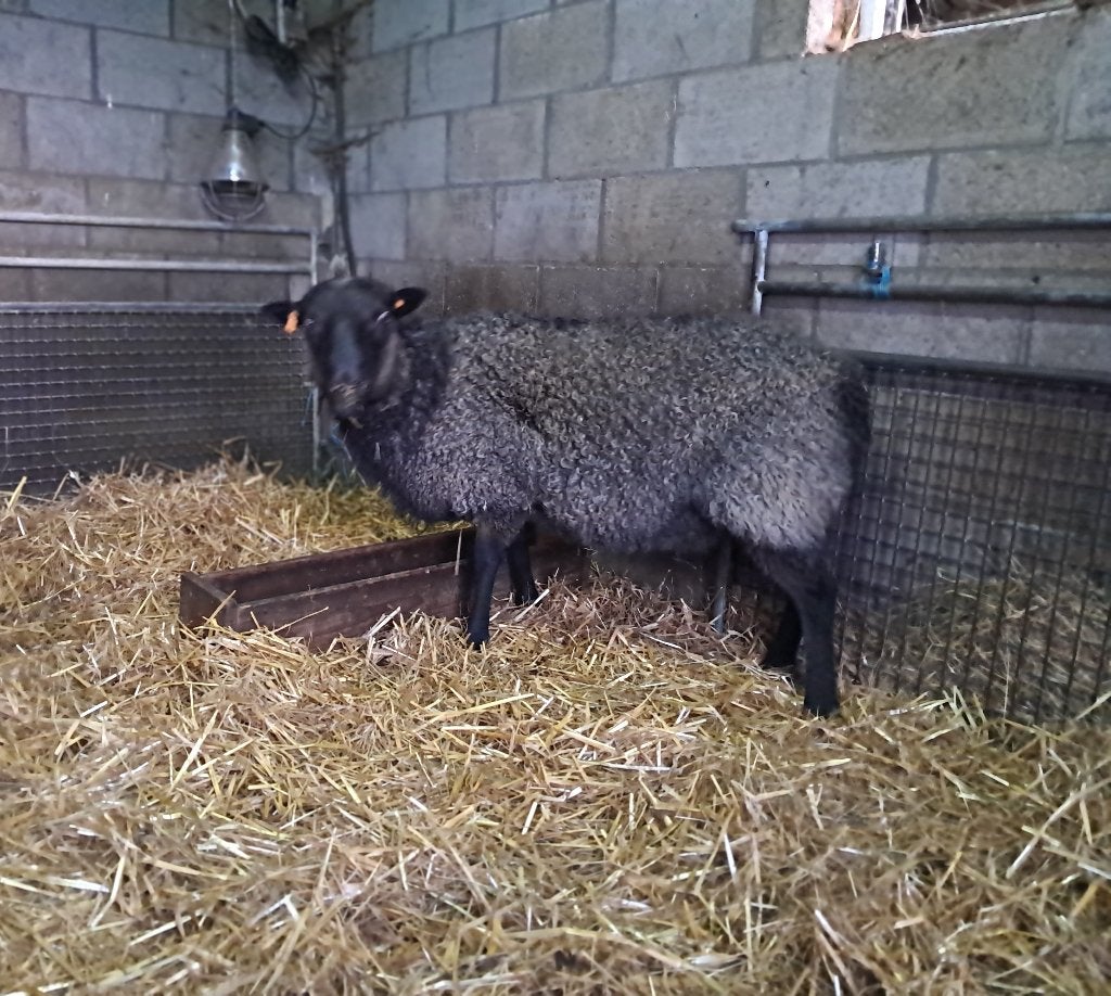 Dekram Gotlandpelsschaap, Dieren en Toebehoren, Mannelijk, Schaap