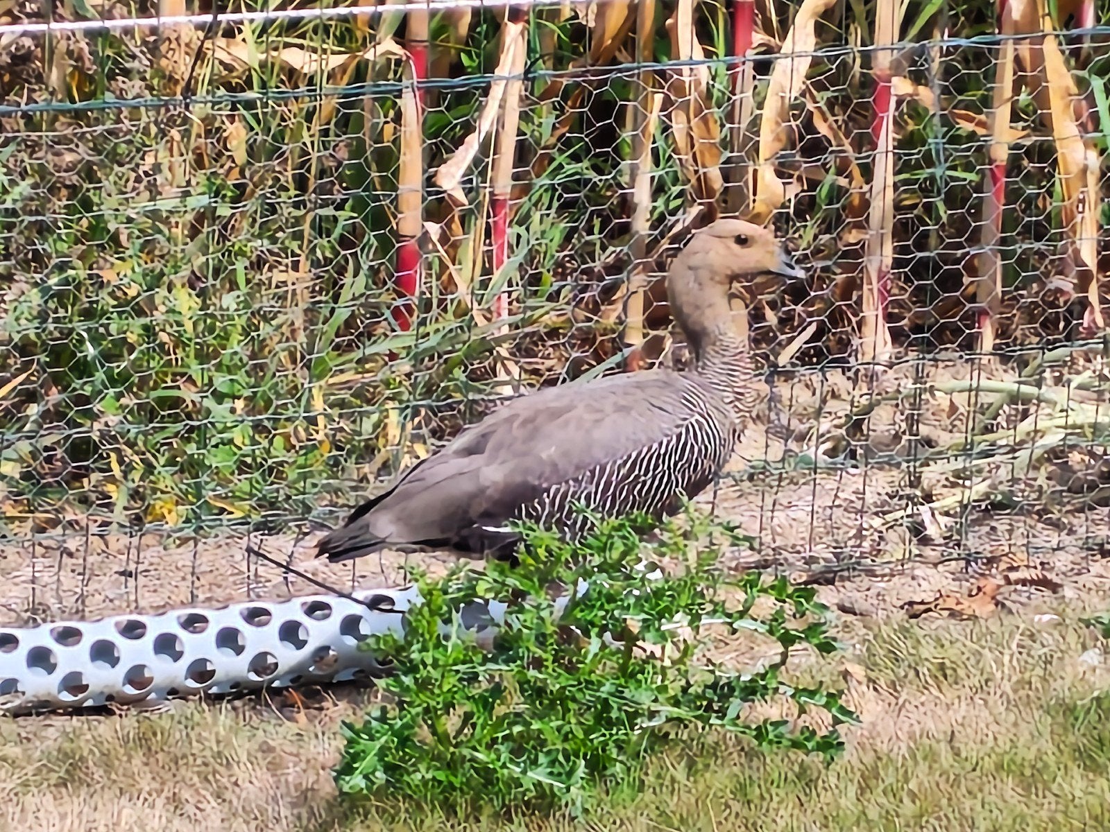 Grote magelhaen, Dieren en Toebehoren