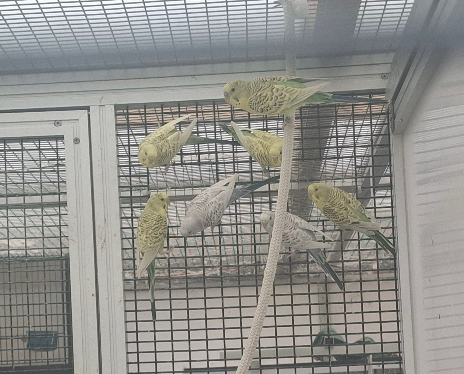 Jonge grasparkieten, Dieren en Toebehoren, Meerdere dieren, Parkiet, Geringd