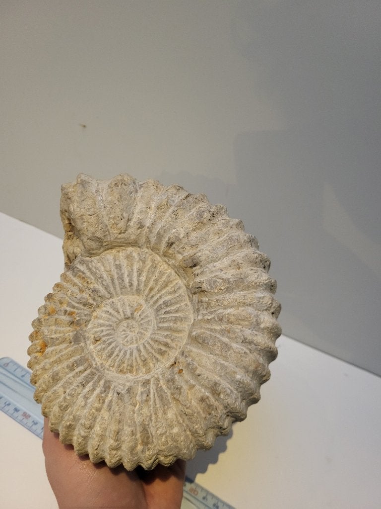 Groot Ammoniet fossiel (Mantelliceras), Enlèvement ou Envoi, Fossile