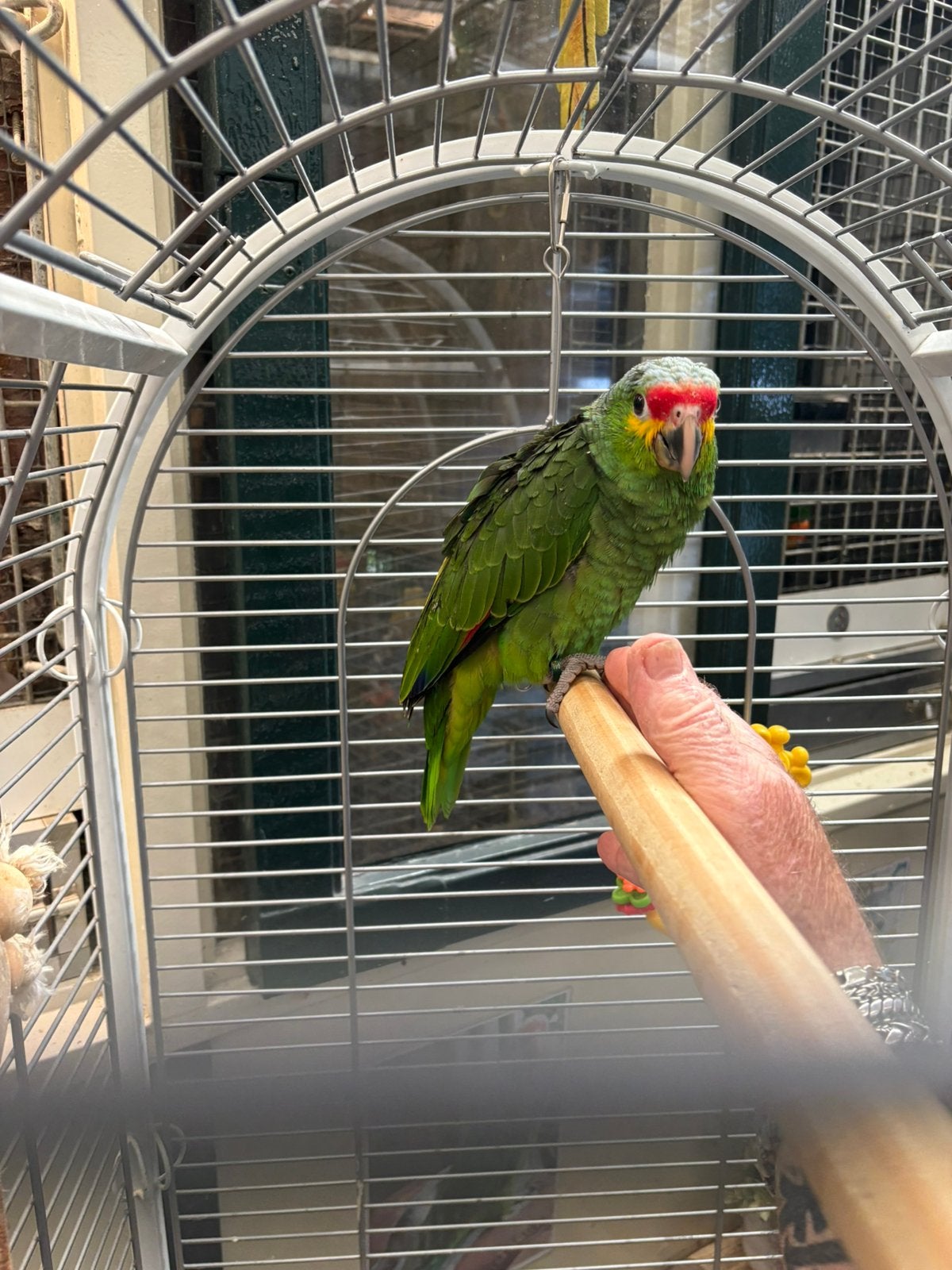 Geelwang amazone, Animaux & Accessoires, Oiseaux | Perruches & Perroquets