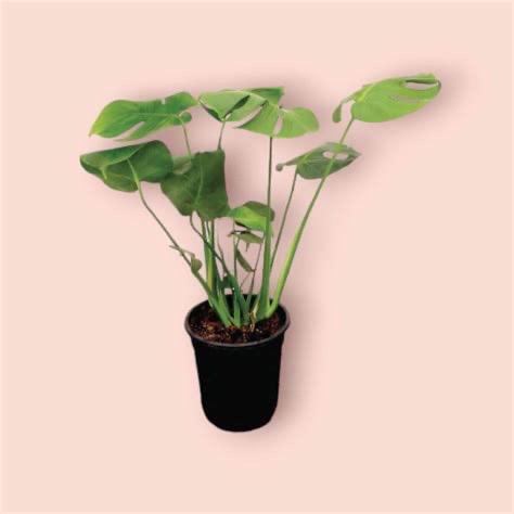 Monstera Deliciosa, Huis en Inrichting, Kamerplanten, Ophalen