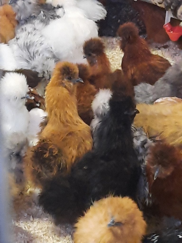 Zijdehoen, Plusieurs animaux, Poule ou poulet