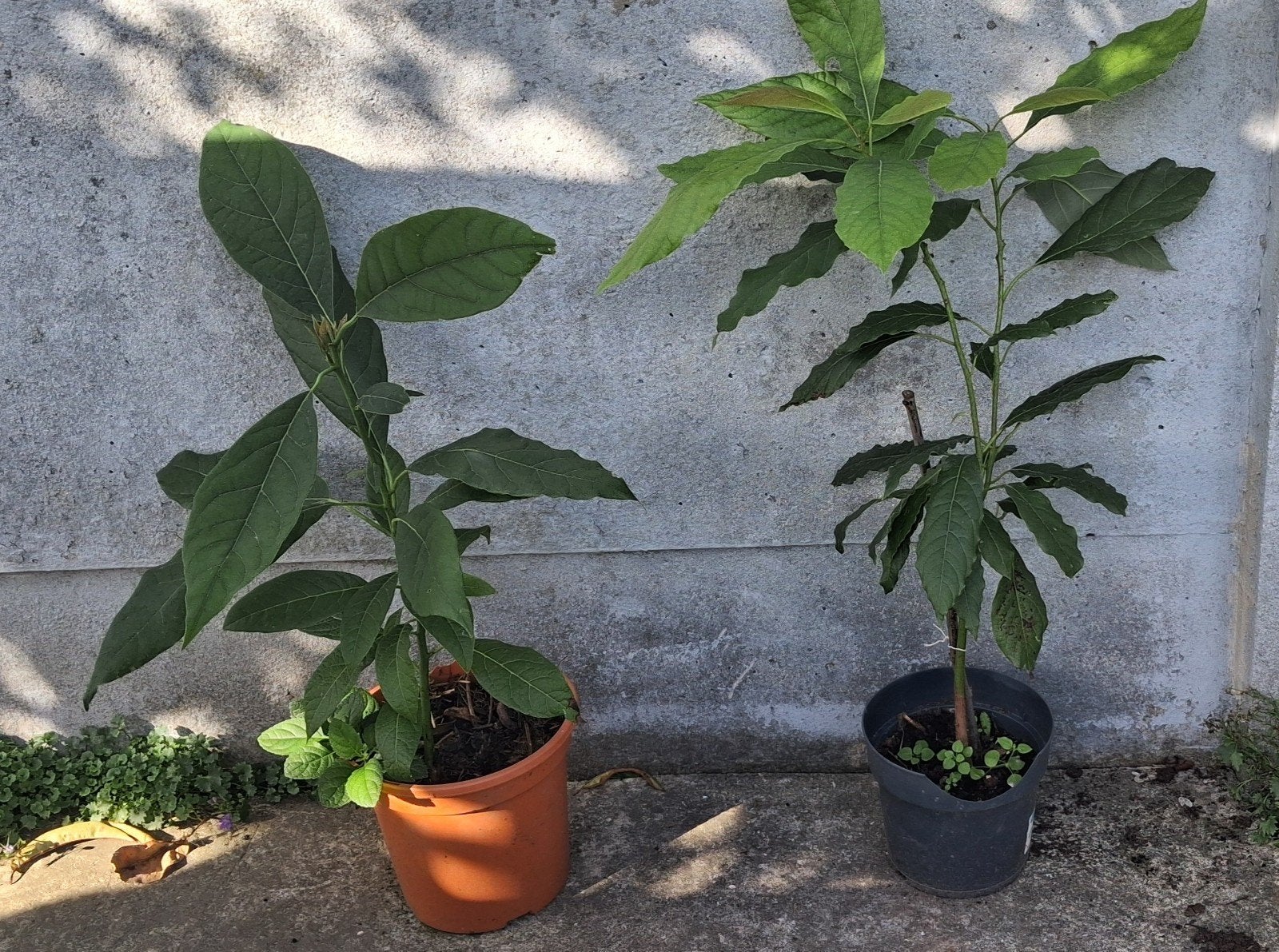 Avocatier de H-0,5 m, Maison & Meubles, Plein soleil, Moins de 100 cm, Enlèvement, Plante fruitière