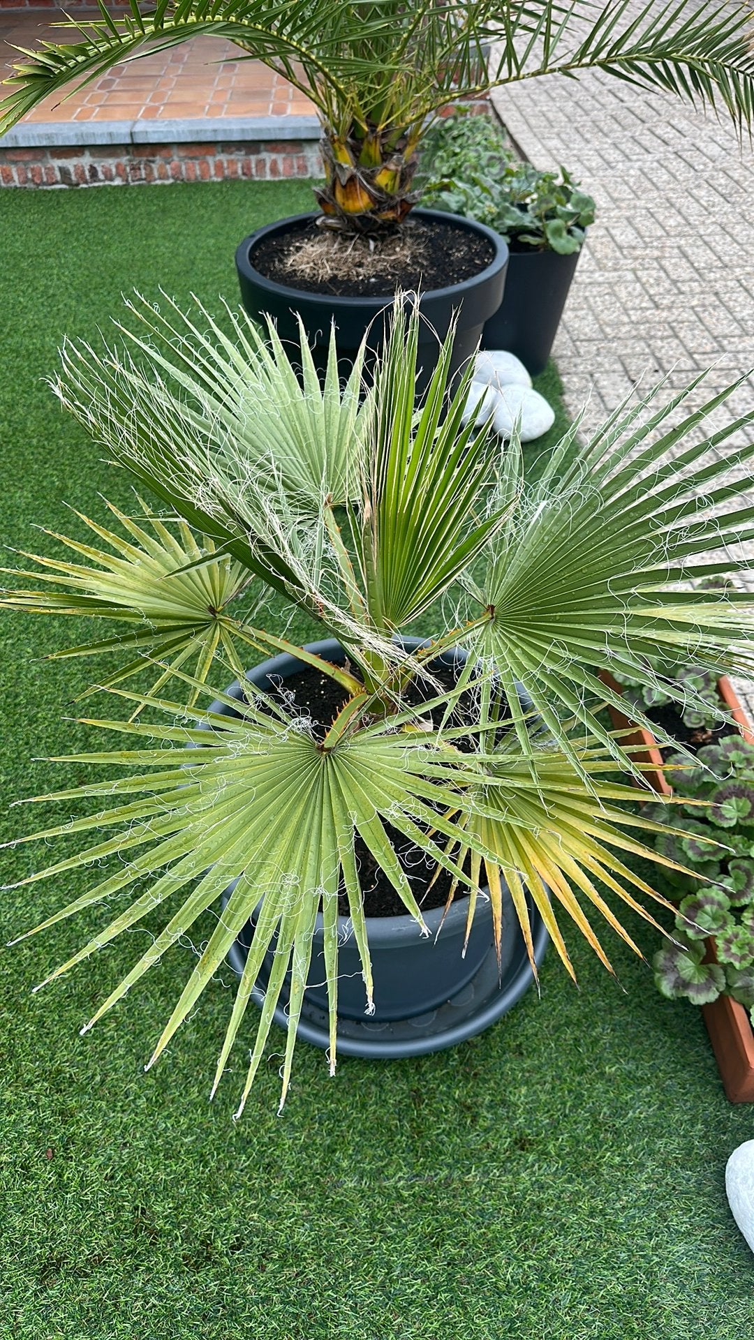 Winterharde Palmbomen (Trachycarpus Fortunei) - Eigen kweek, Tuin en Terras, Planten | Bomen, Minder dan 100 cm, Zomer, Palmboom