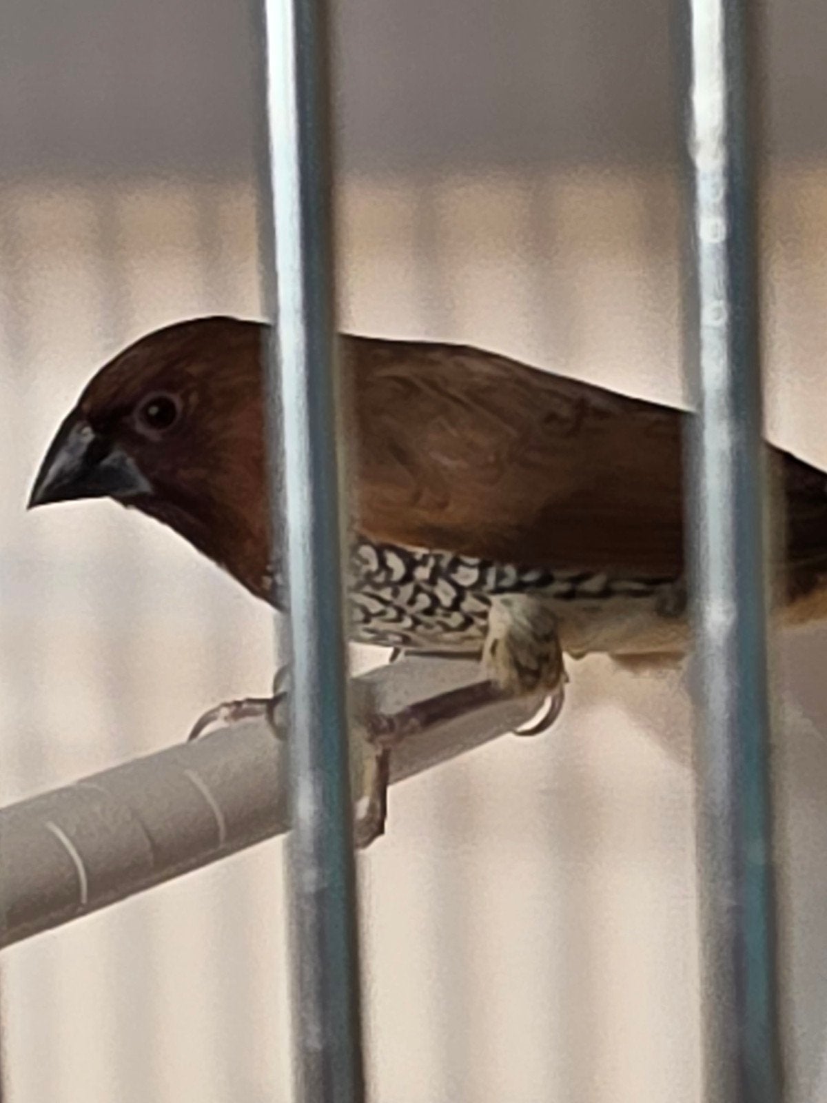 Muskaatvink, Dieren en Toebehoren