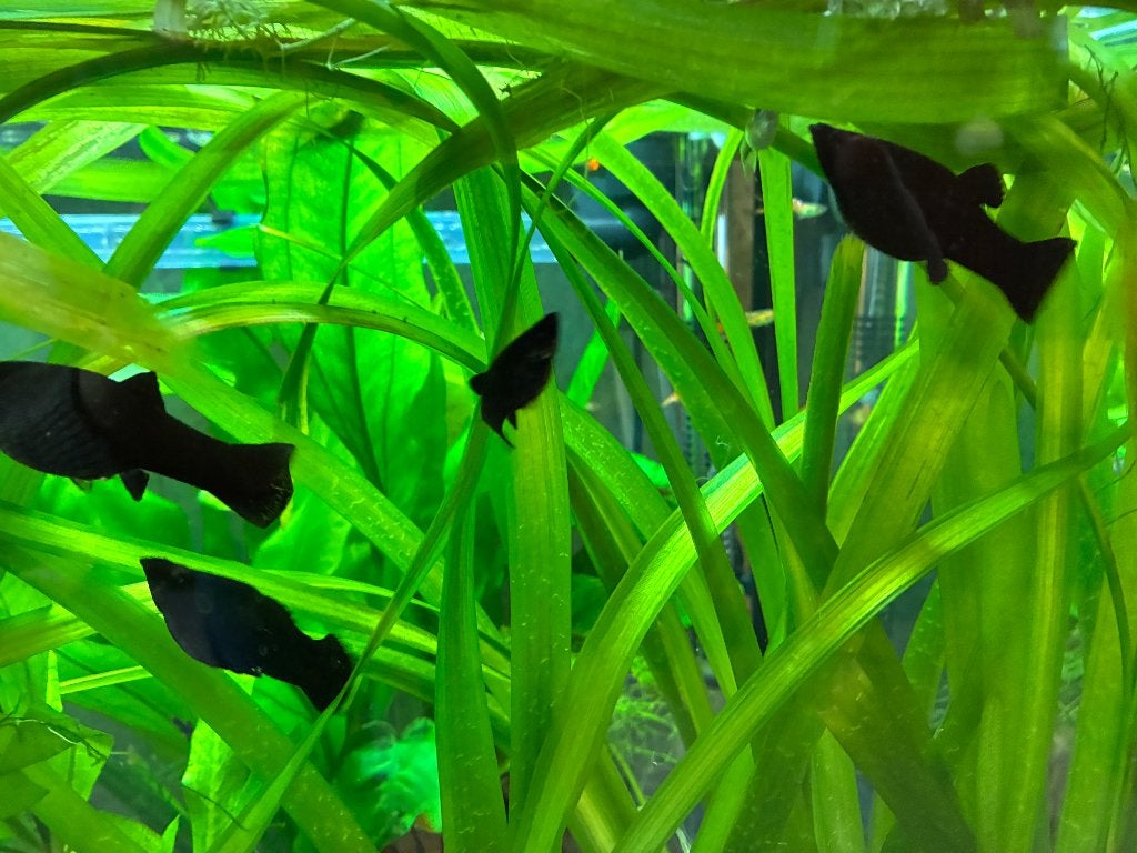 Black molly en endler, Dieren en Toebehoren, Vis, Zoetwatervis, Schoolvis