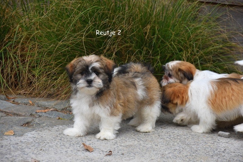 Prachtige Boomer pupjes, Dieren en Toebehoren, België, CDV (hondenziekte), 8 tot 15 weken, Meerdere