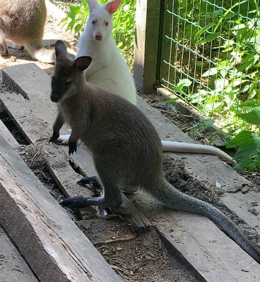 Wallaby jongen van 2026, Animaux & Accessoires, Animaux Autre, Février, Plusieurs animaux