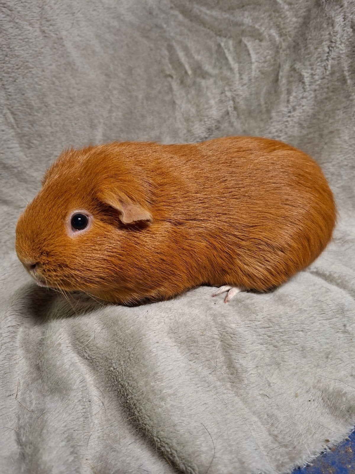 donkere buff cavia beer, Dieren en Toebehoren, April, Mannelijk, Cavia