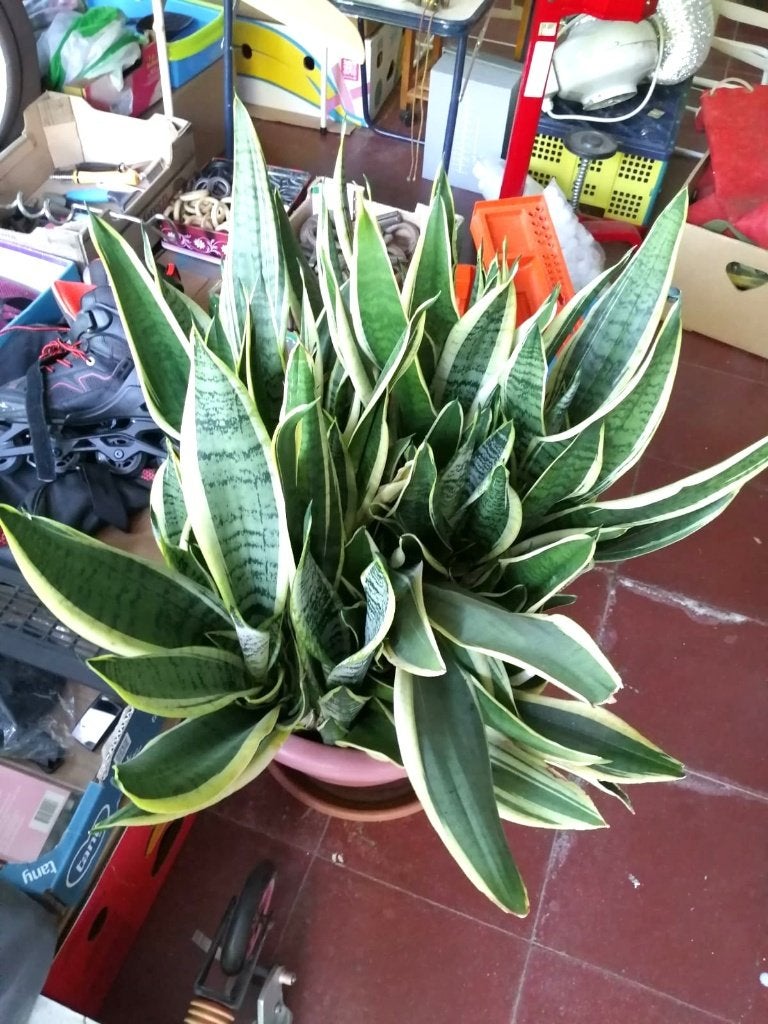 sansevierre, Huis en Inrichting, Kamerplanten, Ophalen, Overige soorten, In pot, Minder dan 100 cm