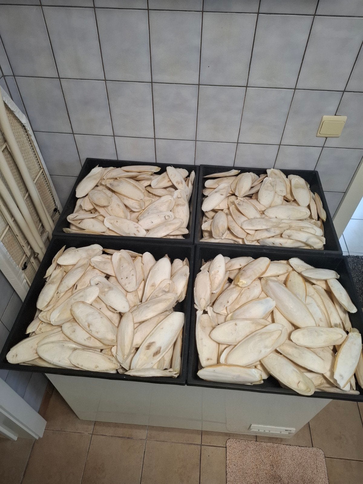 te koop Middelkerke sepia schelpen €5 per 500 gram