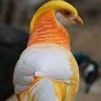 peach goudfazanten, Animaux & Accessoires, Oiseau chanteur sauvage, Bagué