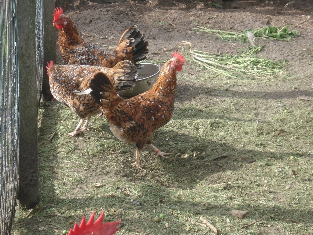 trio leghorn (duizendkleur, porselein), Dieren en Toebehoren, Pluimvee, Meerdere dieren, Kip