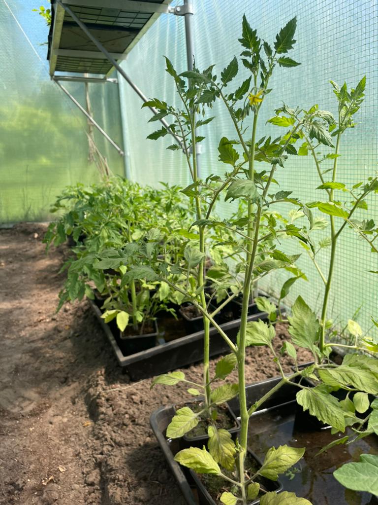 Tomatenplantjes, Ophalen