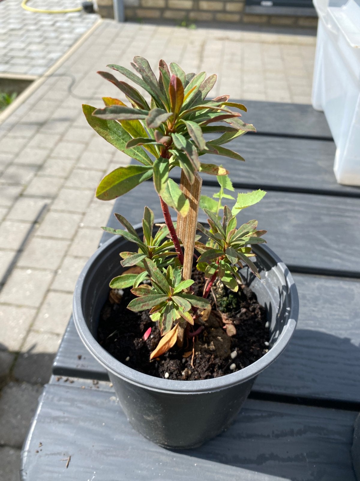 Plants plantes vivaces: Euphorbes des bois pourpres,, Jardin & Terrasse, Enlèvement, Printemps, Plein soleil