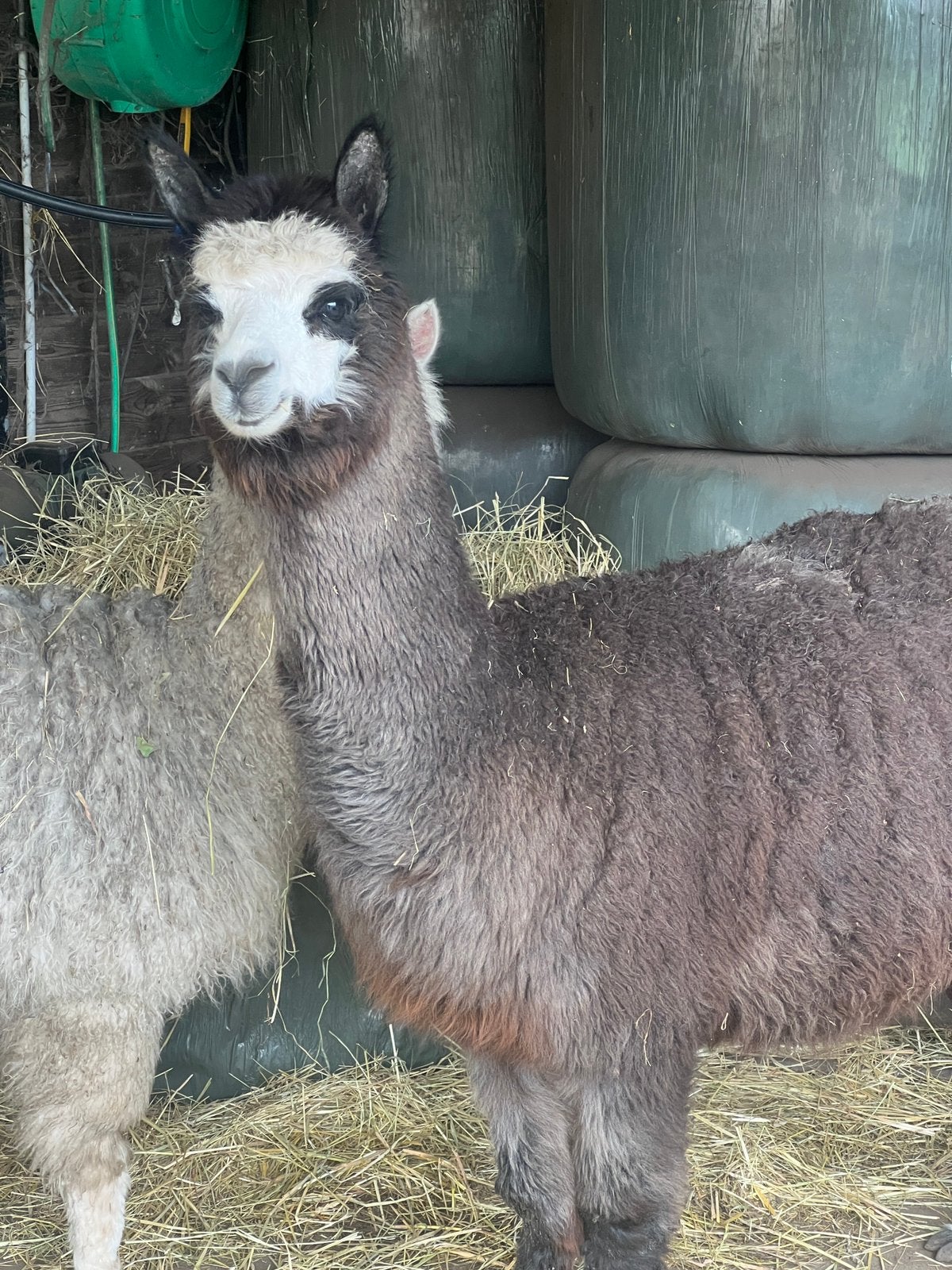 Prachtige 5 jarige merrrie, Juin, Femelle