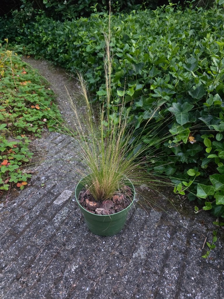 Stipa tenuissima ‘Ponytails’ of vedergras, Jardin & Terrasse, Enlèvement