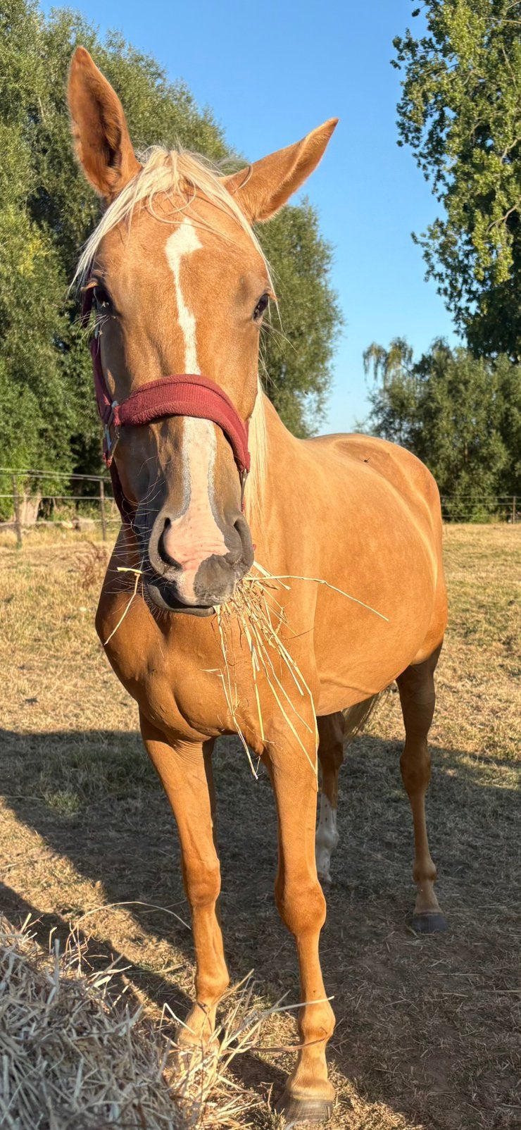 Lieve zanhersheide palomino merrie 4j, Dieren en Toebehoren, Merrie
