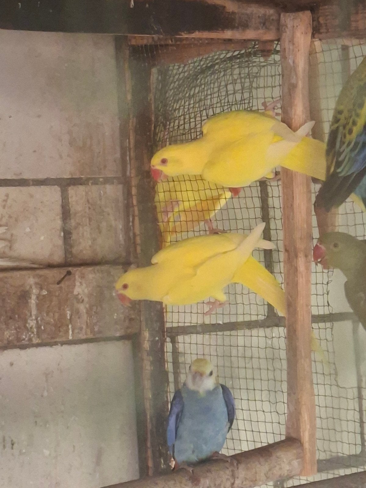 geel halsbanden  jonge vogels