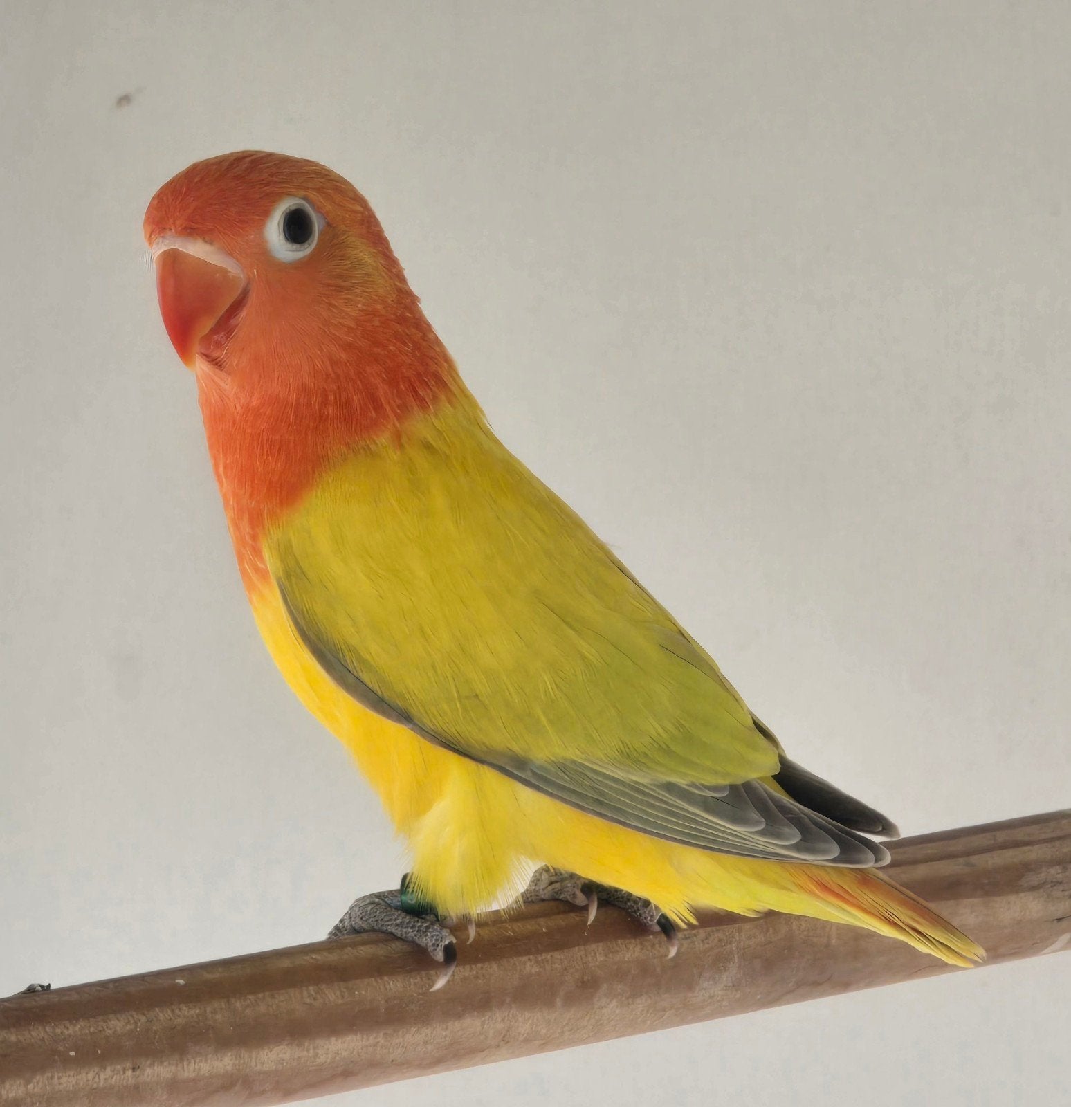 Euwing Opaline Dilute Fischeri Popje 2026, Animaux & Accessoires, Femelle, Perroquet nain ou Inséparable, Bagué