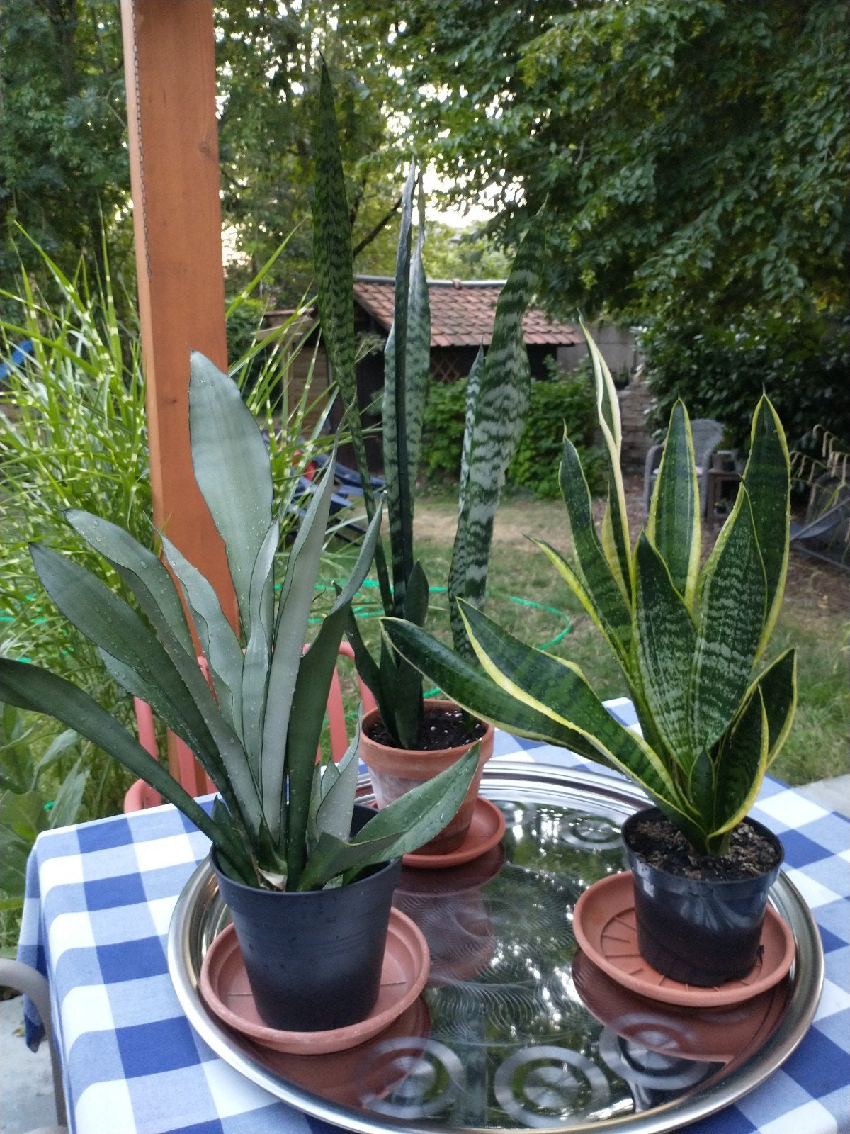 Set van 3 verschillende soorten sanseveria's 60-80 CM hoog., Enlèvement