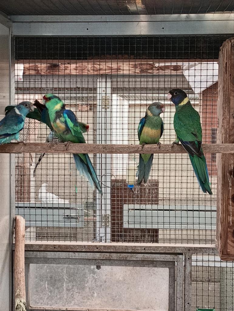 Barnard, Dieren en Toebehoren