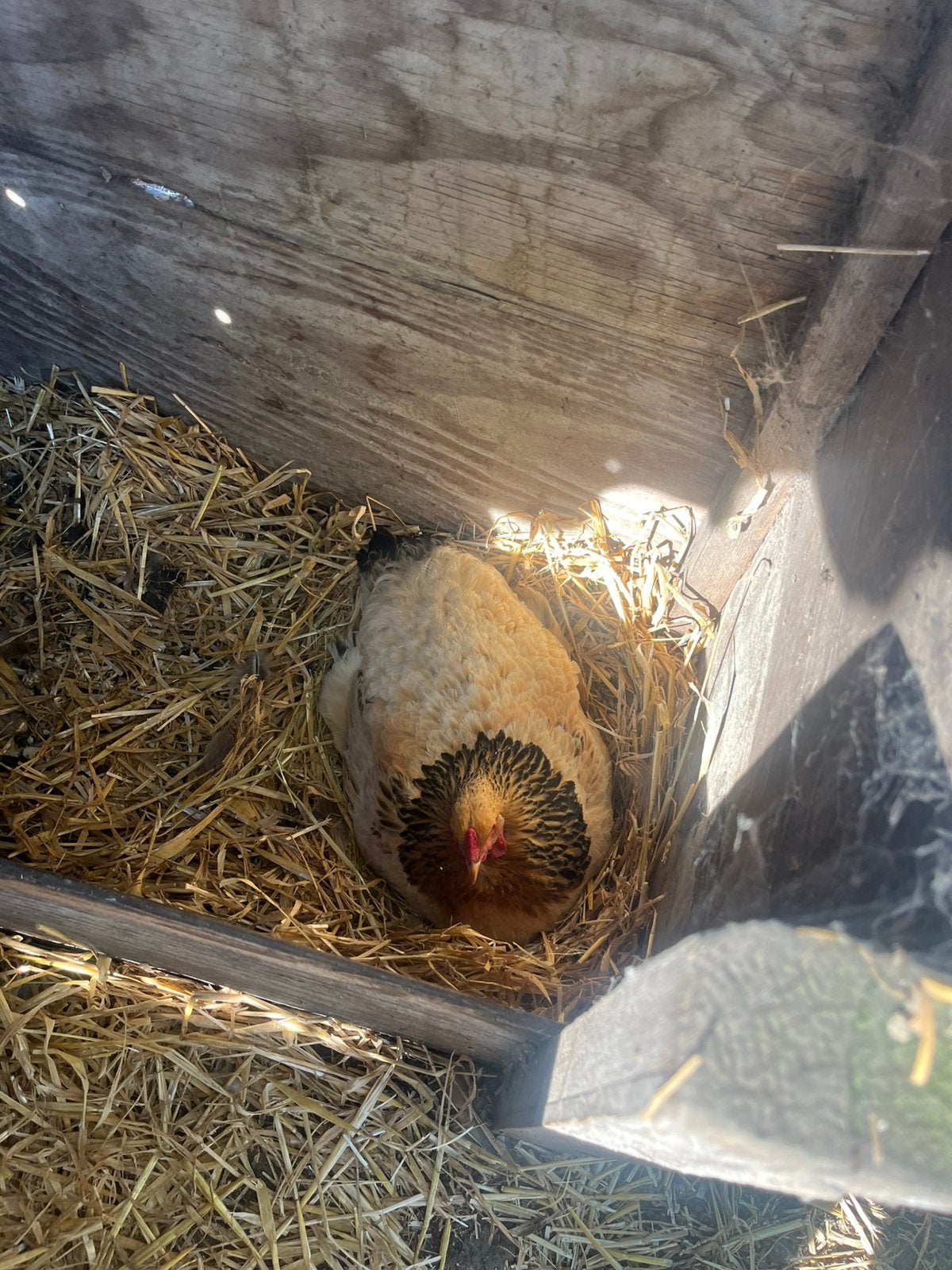 Brahma hennen, Dieren en Toebehoren, Knaagdieren, December, Vrouwelijk, Overige typen, Tam