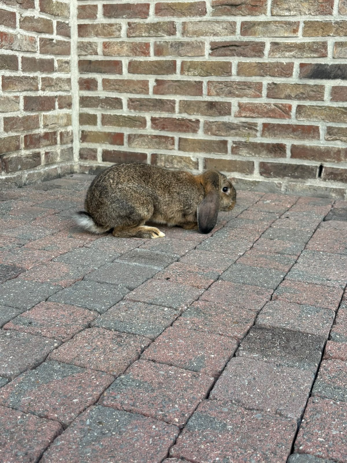 Hangoor konijn mannetje, Mannelijk, Middelgroot, Hangoor, 0 tot 2 jaar