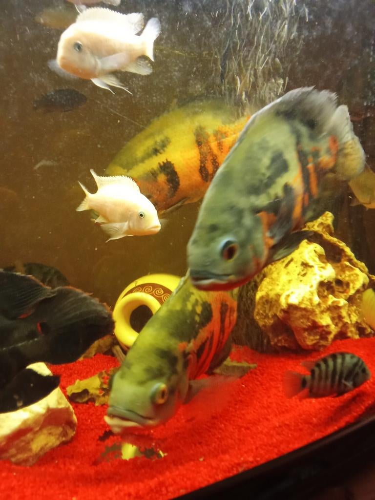 vissen stuks 5 euro, Dieren en Toebehoren