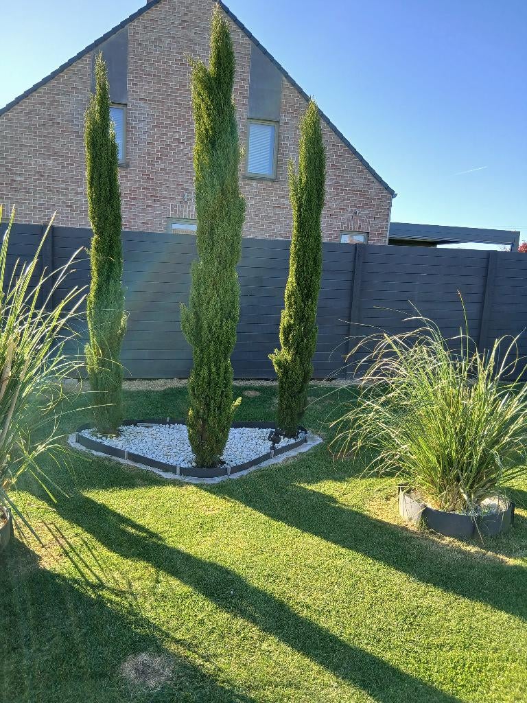 Jeunes cyprés de provence., Tuin en Terras, Ophalen, In pot, Zuilboom, Minder dan 100 cm