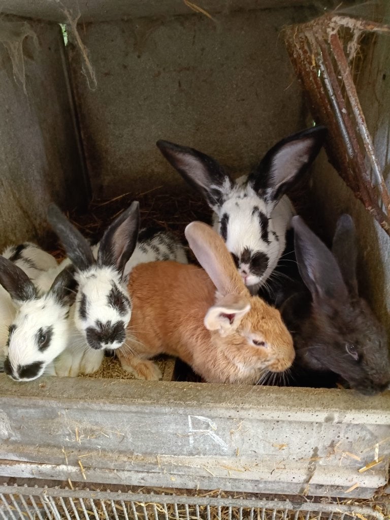 Konijnen, Dieren en Toebehoren, Konijnen