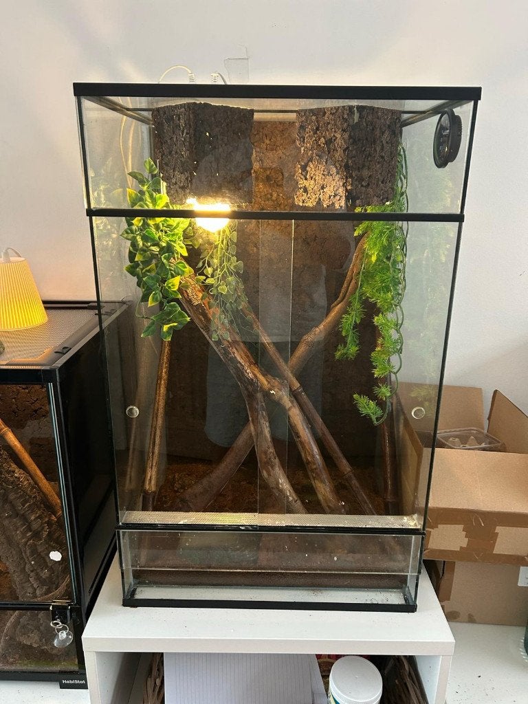 Chahoua Gekko + terrarium, Dieren en Toebehoren, Hagedis, Met terrarium, 3 tot 6 jaar