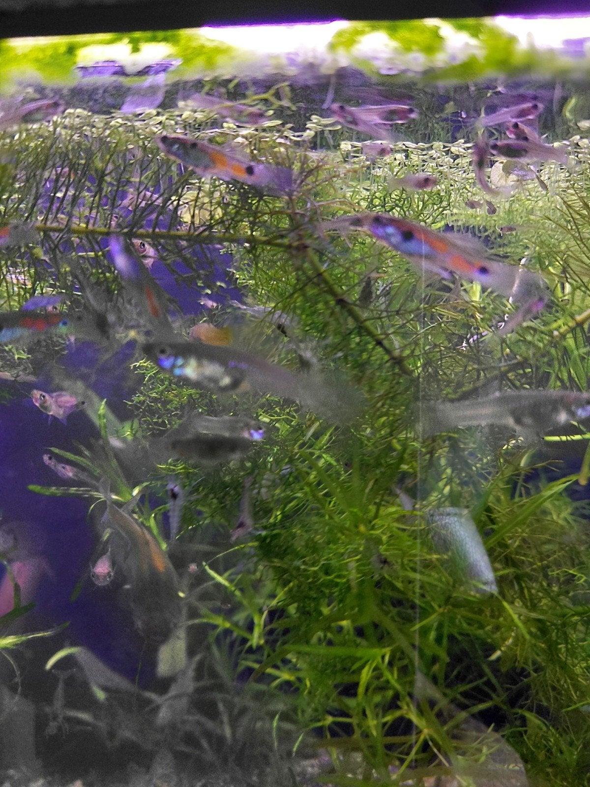 Guppen, Dieren en Toebehoren