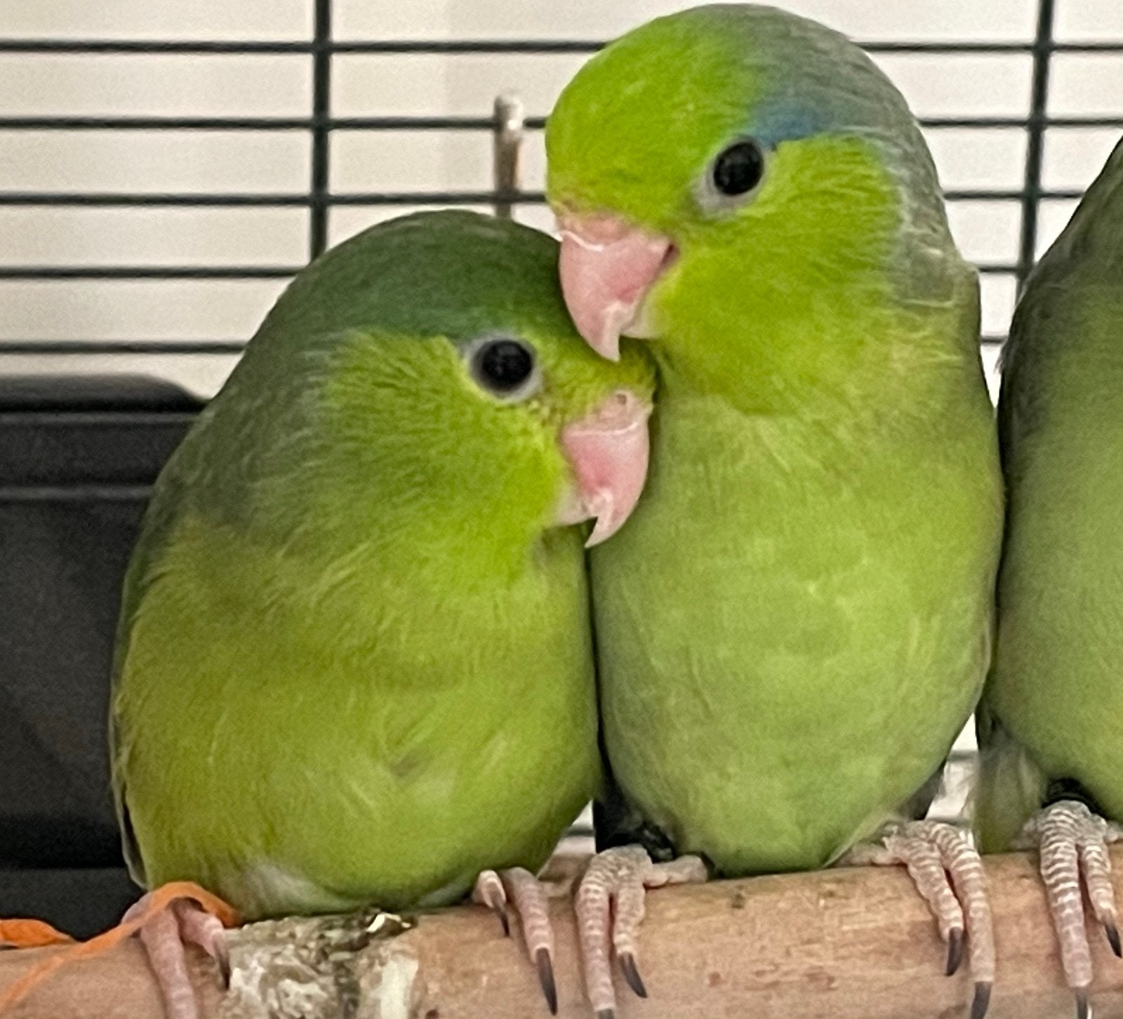 Groene Forpus kuikens - dwergpapegaai - 07/2026, Plusieurs animaux, Perroquet nain ou Inséparable, Domestique