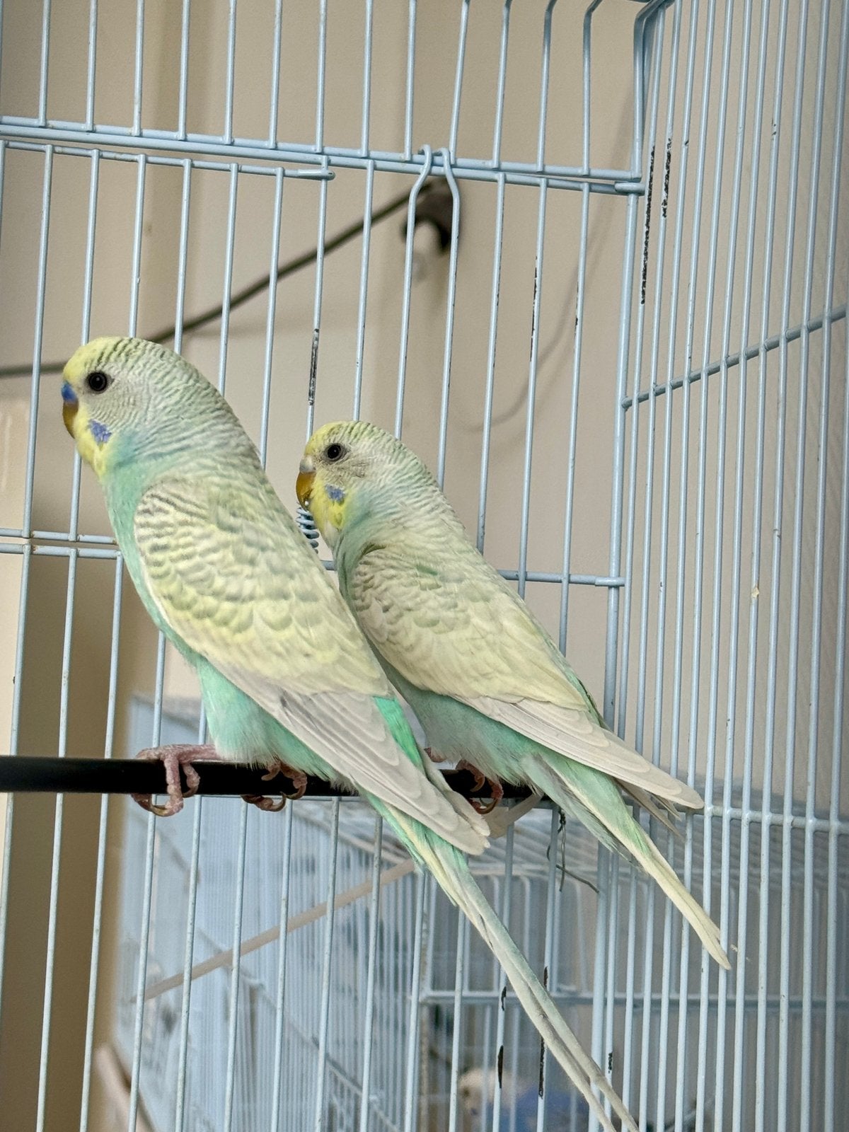 Perruch couple a vendre