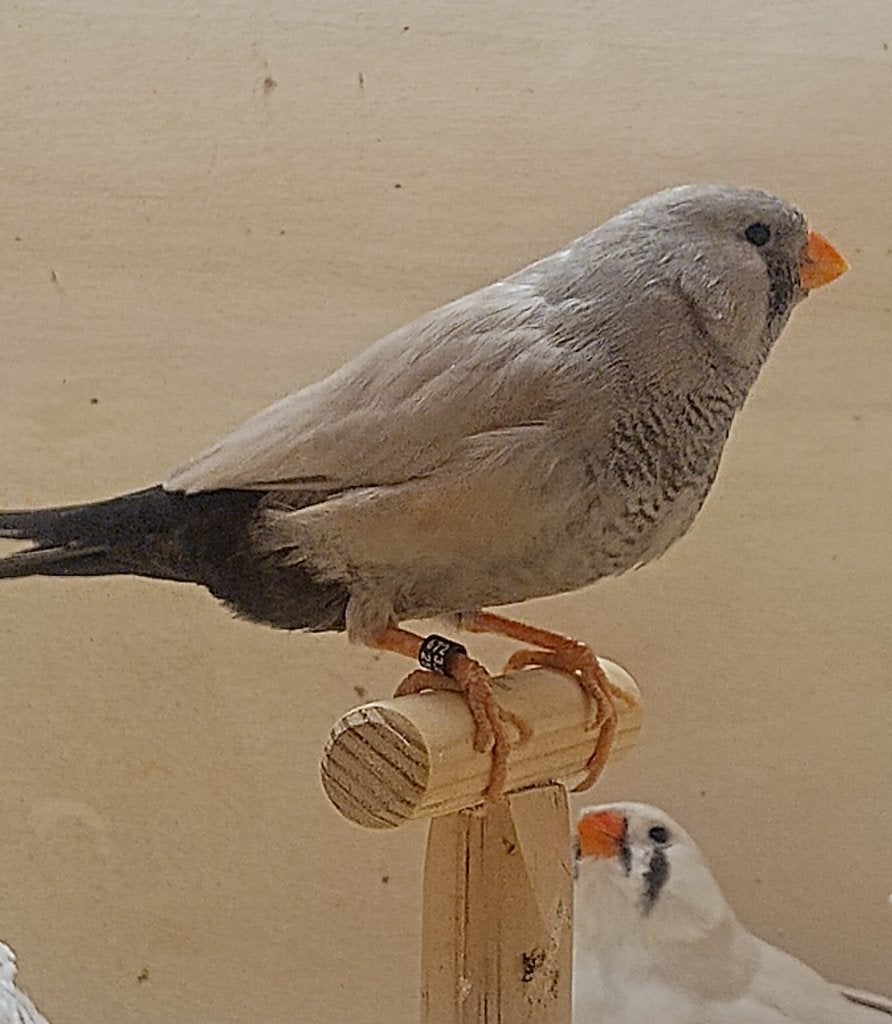 koppel charcoal zebravinken, Dieren en Toebehoren, Vogels | Overige Vogels, Meerdere dieren, Tropenvogel, Geringd