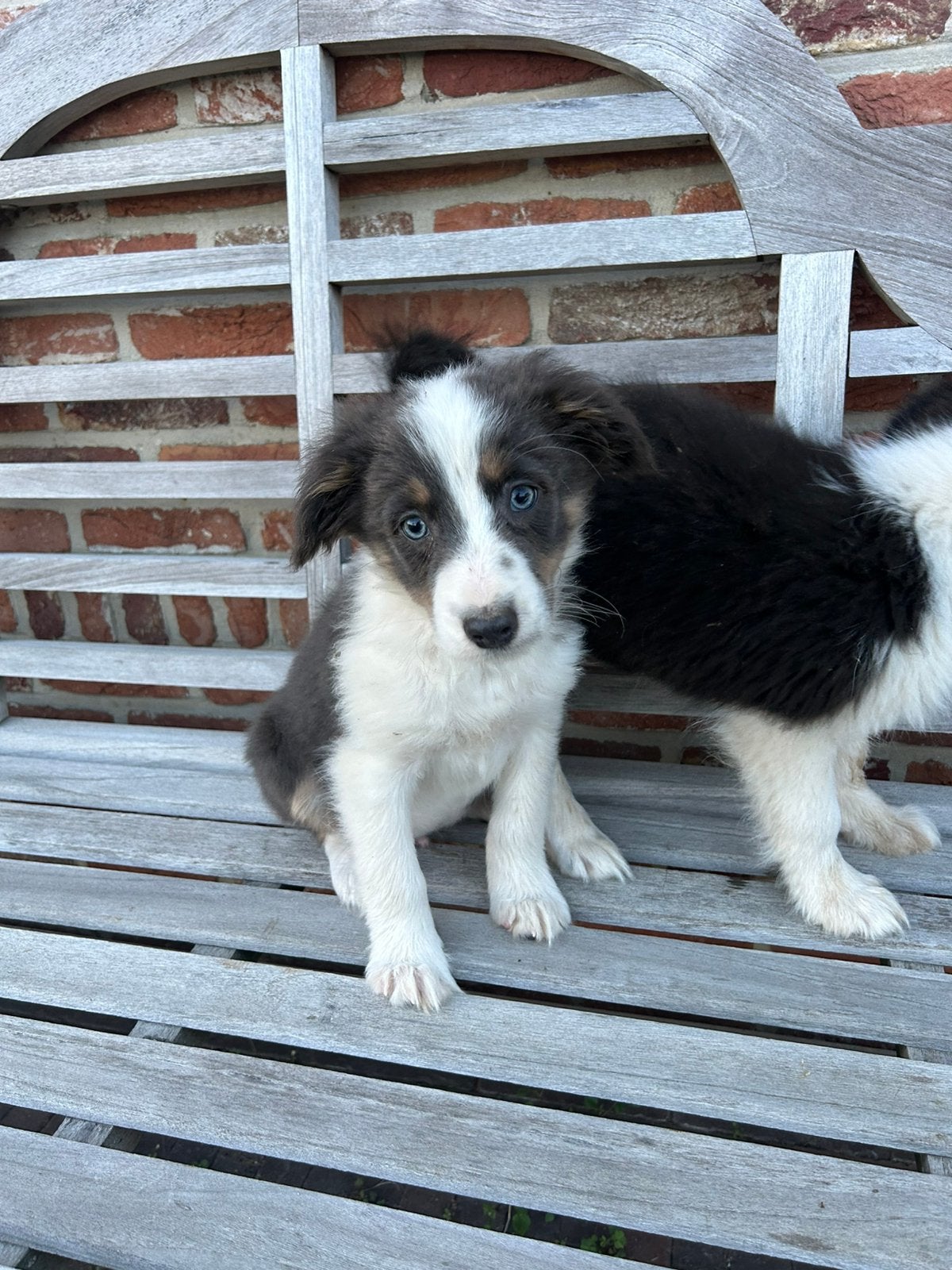 Border Collie puppy, België, Fokker | Hobbymatig, 8 tot 15 weken, Collie