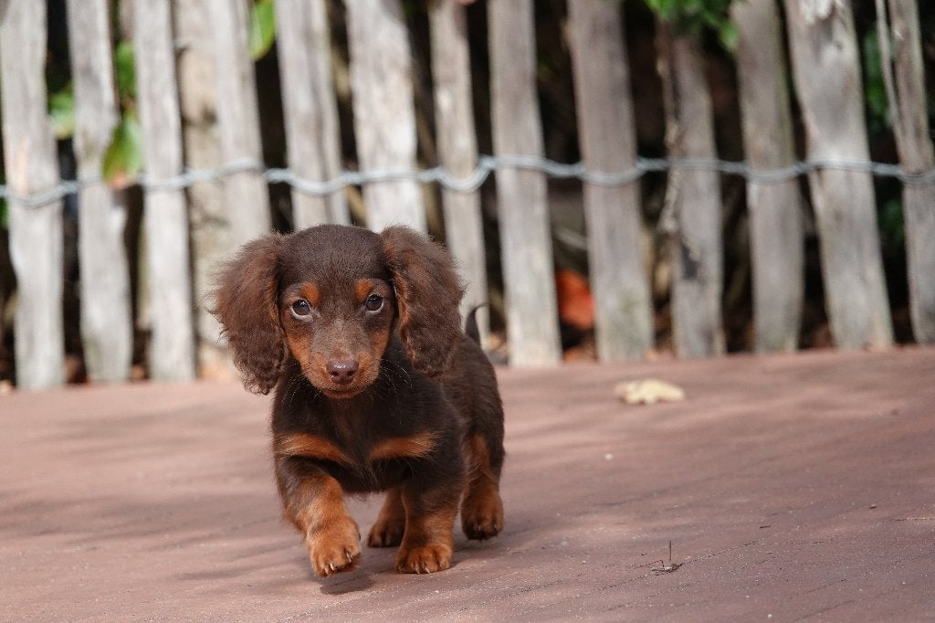 Chiot teckel nain à poil long, choco & tan, avec pedigree, Animaux & Accessoires, Maladie de Carré (chiens), Poils longs, Plusieurs