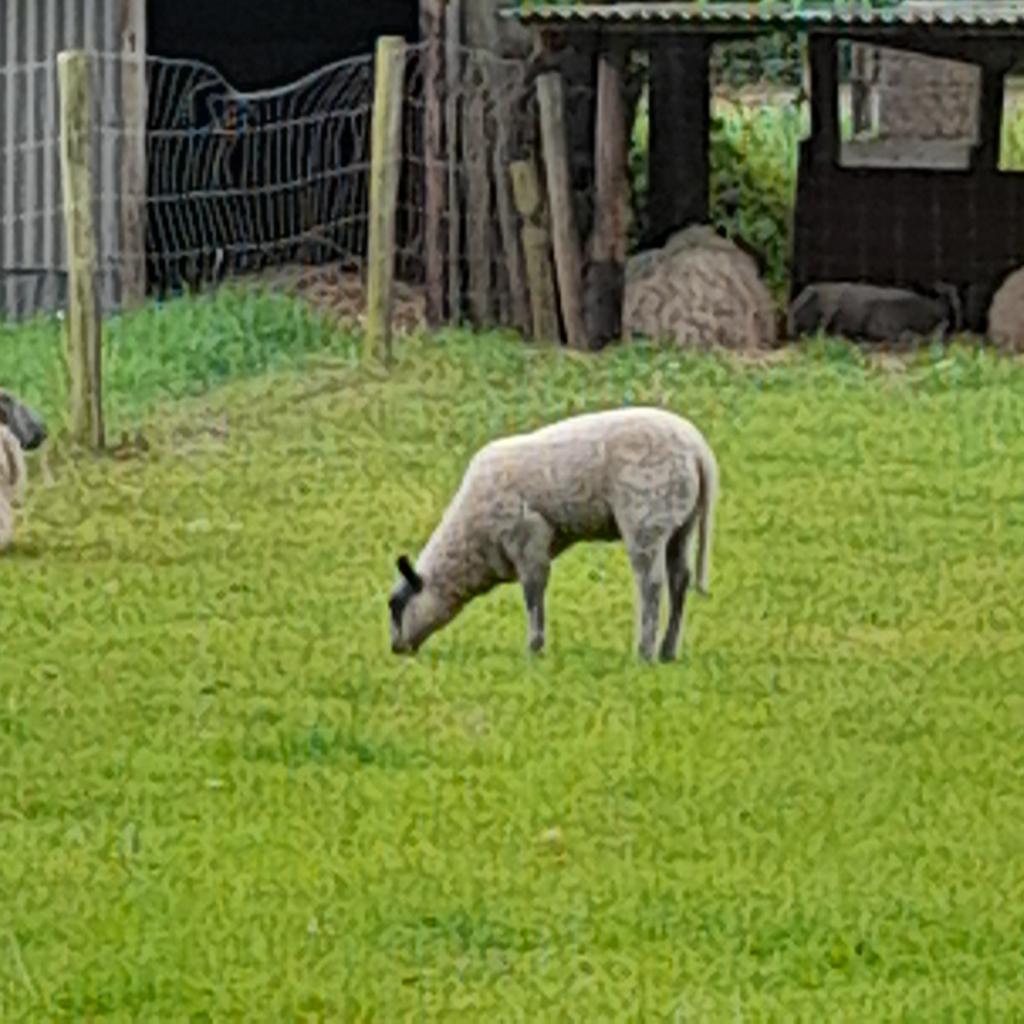Bleu de Maine schapen, Dieren en Toebehoren, Schapen, Geiten en Varkens, Meerdere dieren, Schaap, 0 tot 2 jaar