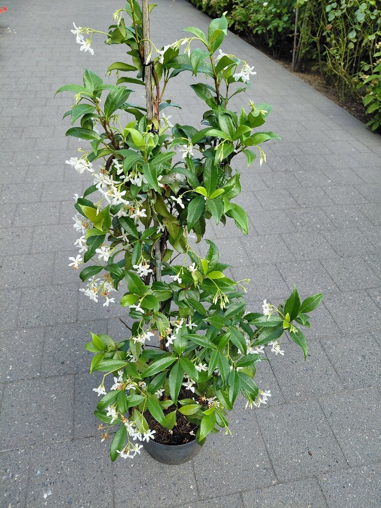 Toscaanse Jasmijn, Tuin en Terras, Ophalen, Volle zon
