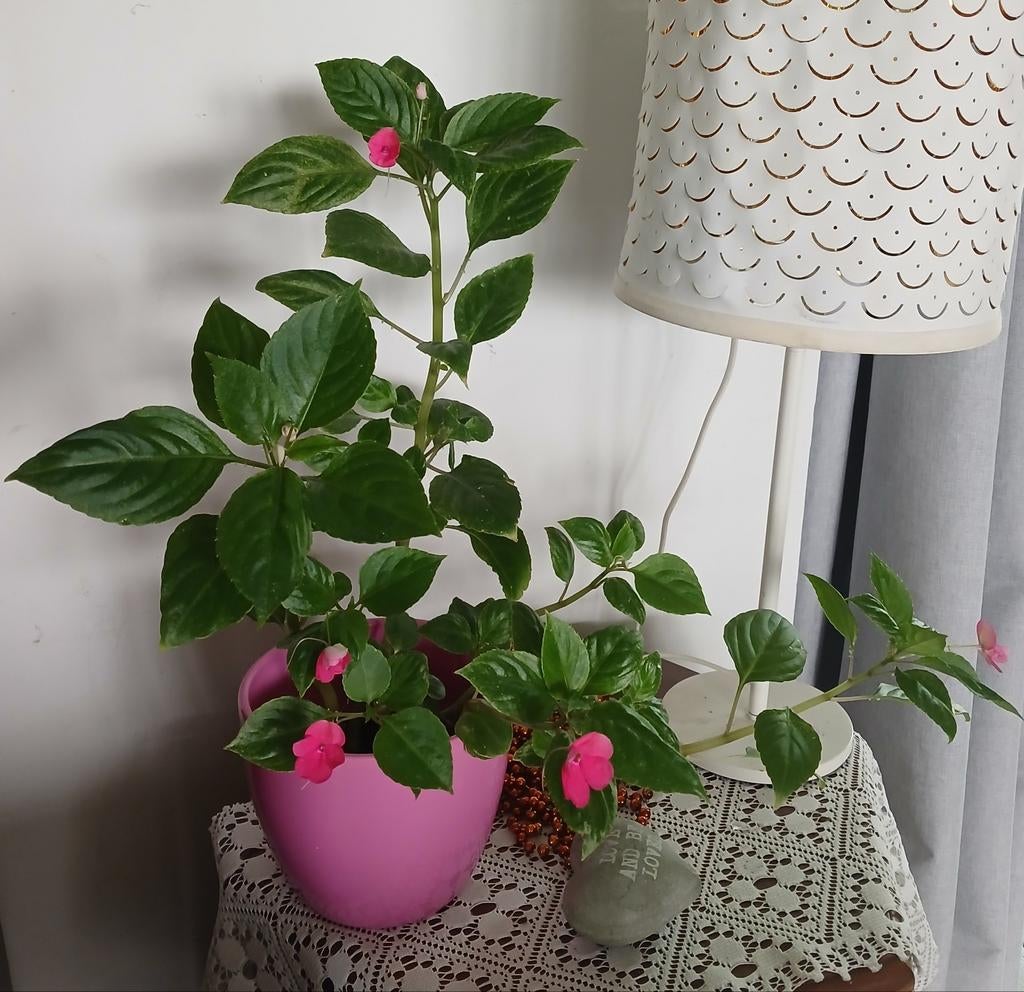 Plante IMPATIENTE avec pot, Enlèvement